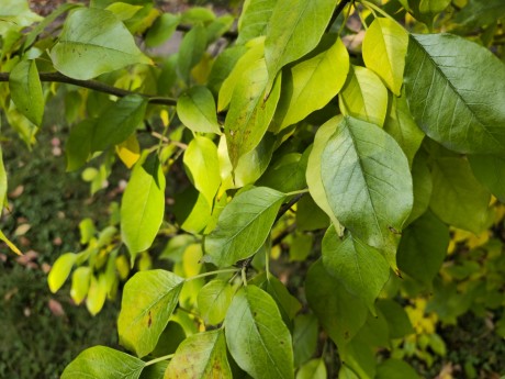 Maclura pomifera (2)