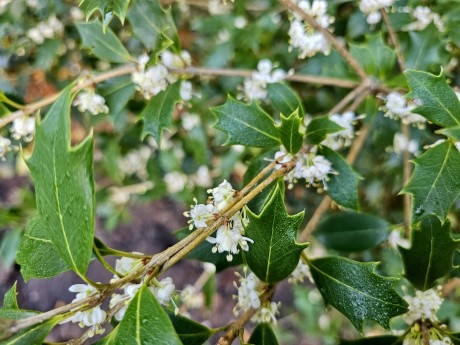Osmanthus heterophyllus