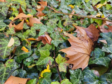 Praha_Botanická zahrada Na Slupi (8)