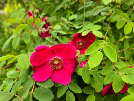 Rosa moyesii