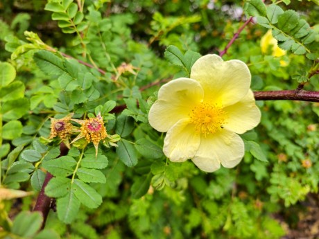 Rosa xantina