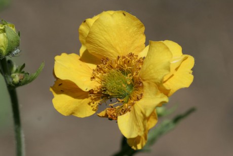 zahradka_2010-007_geum_chiloense_lady_stratheden