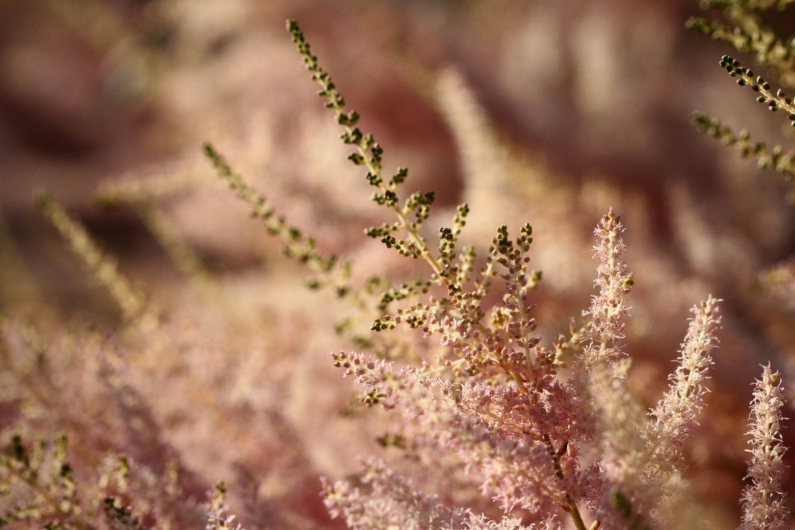 Astilbe hybrid (1)