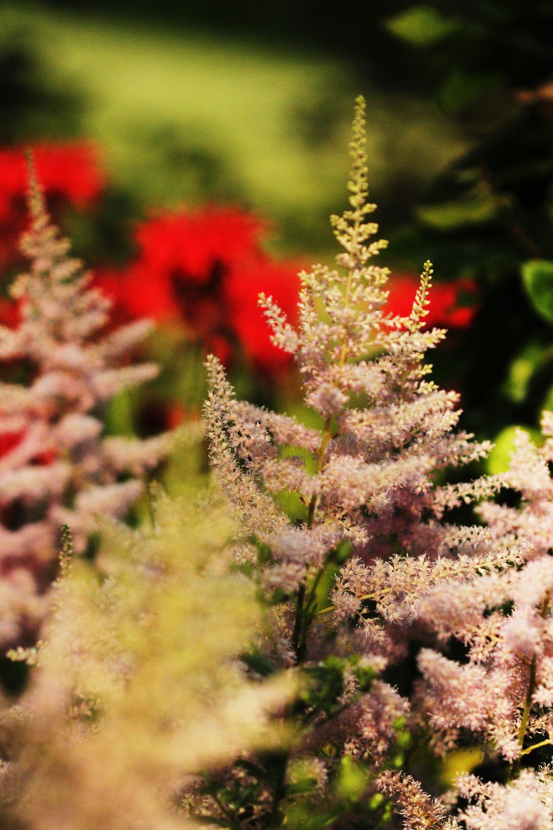 Astilbe hybrid (2)