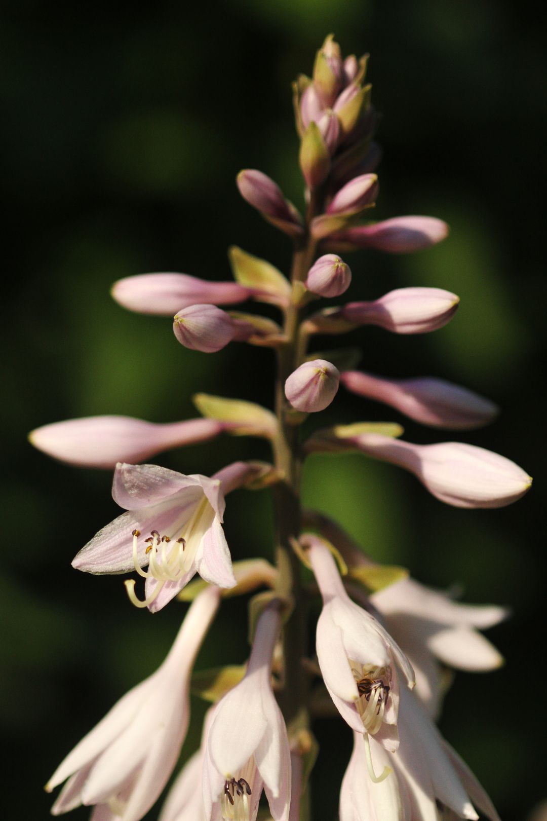 Hosta sp (1)