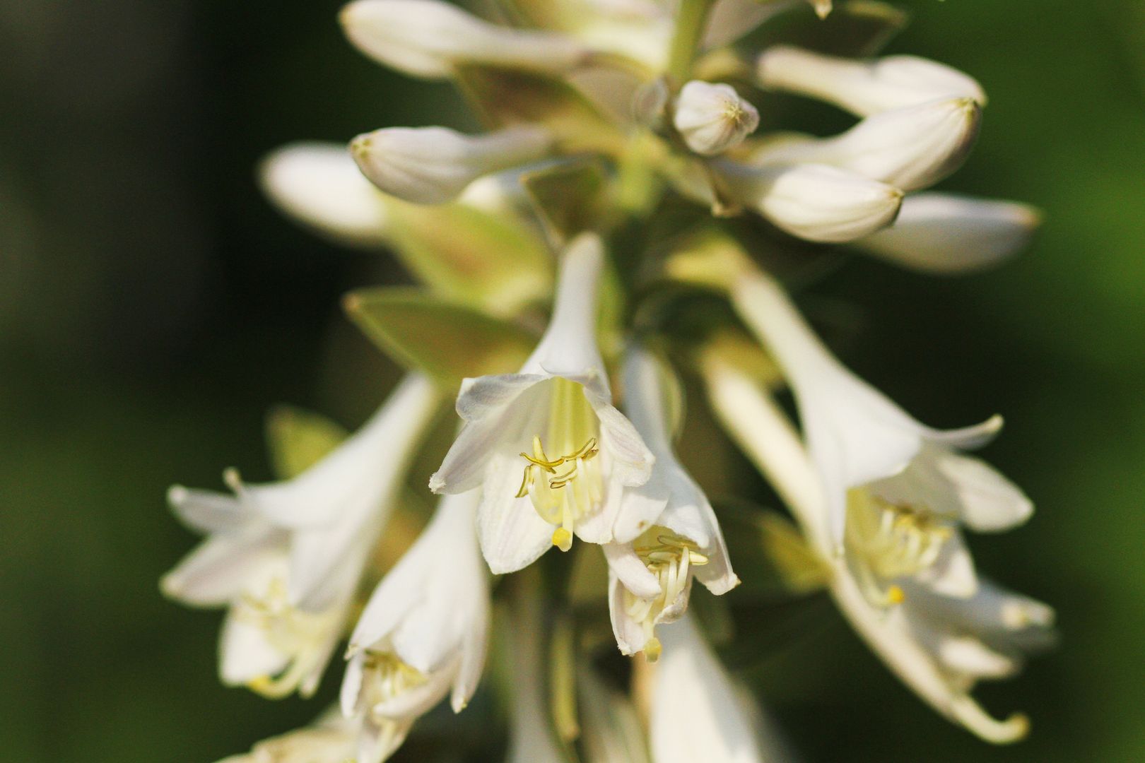 Hosta sp (2)