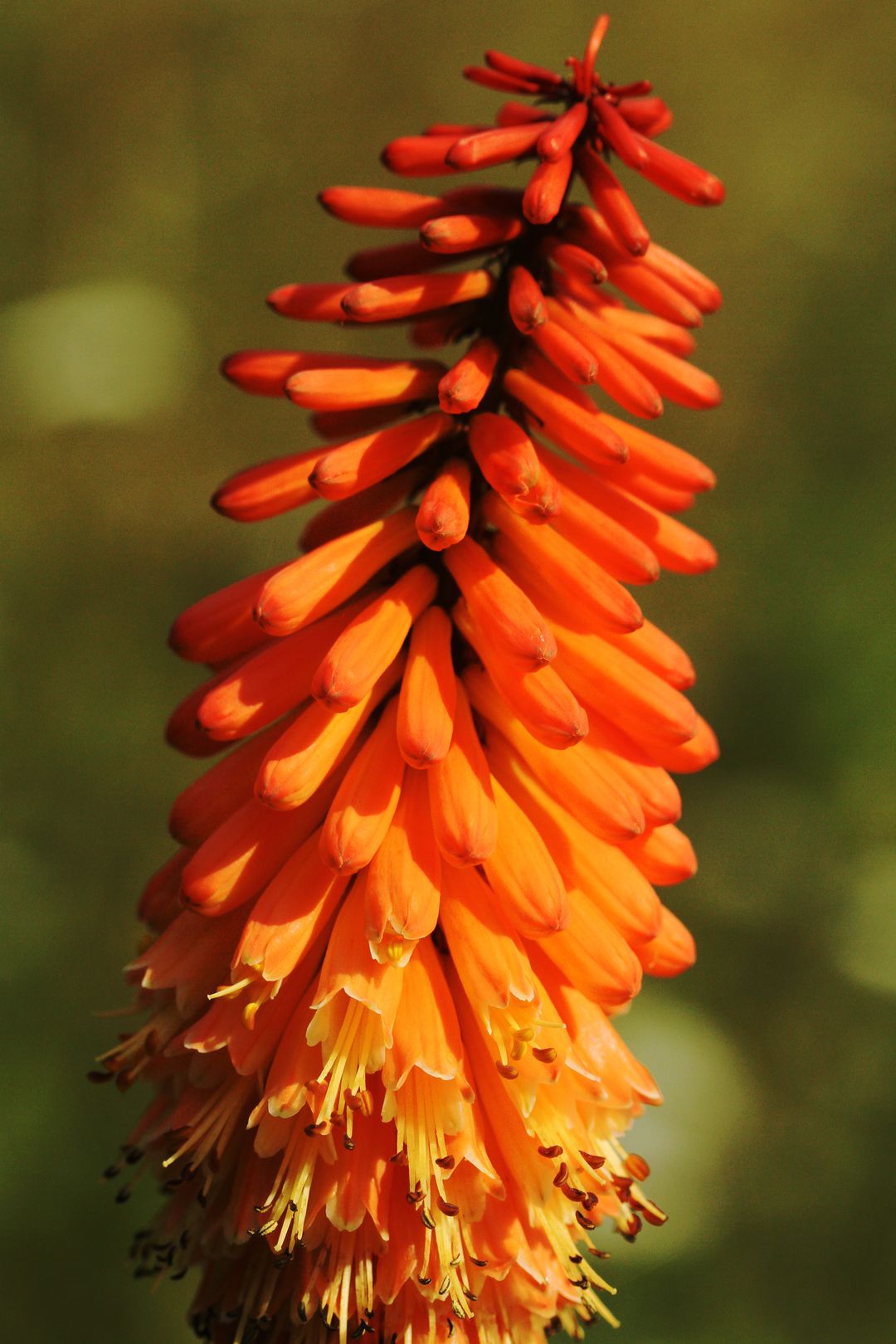 Kniphofia ALCAZAR (1)