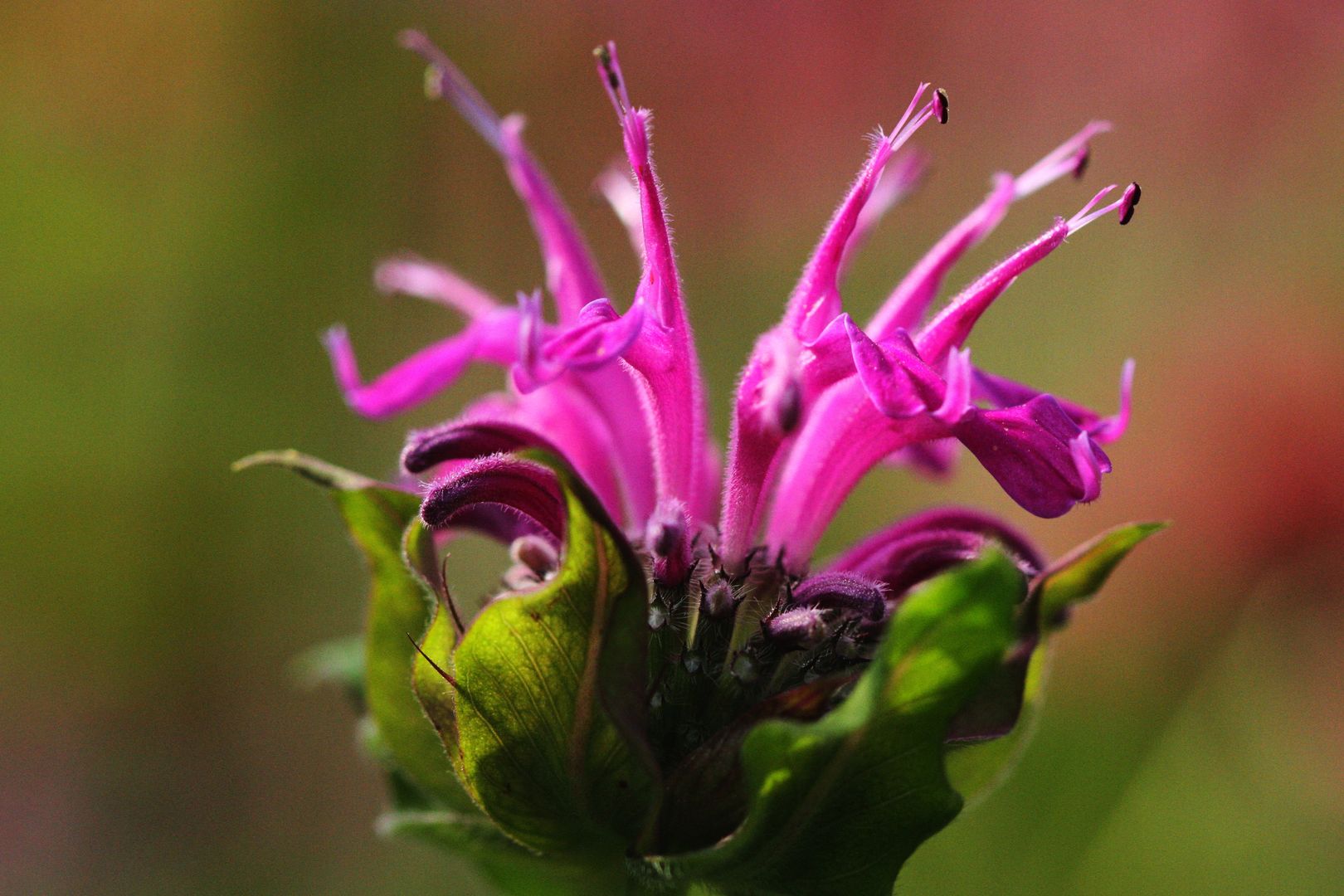 Monarda BLAUSTRUMPF