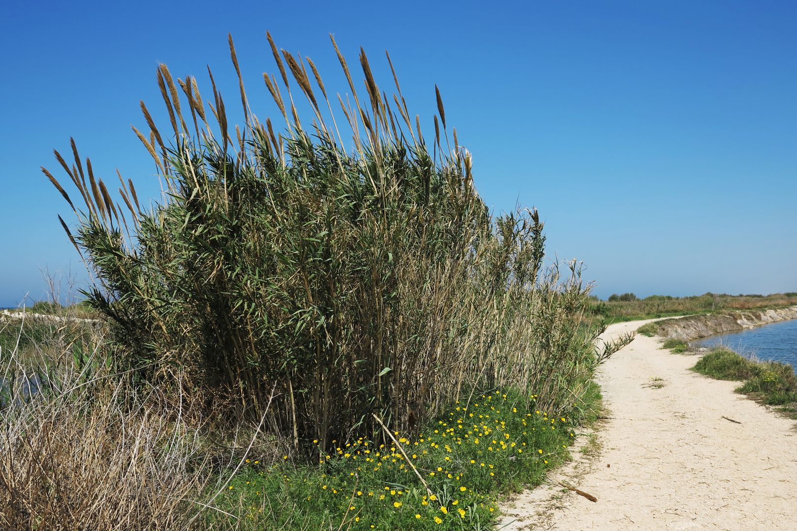 Arundo donax