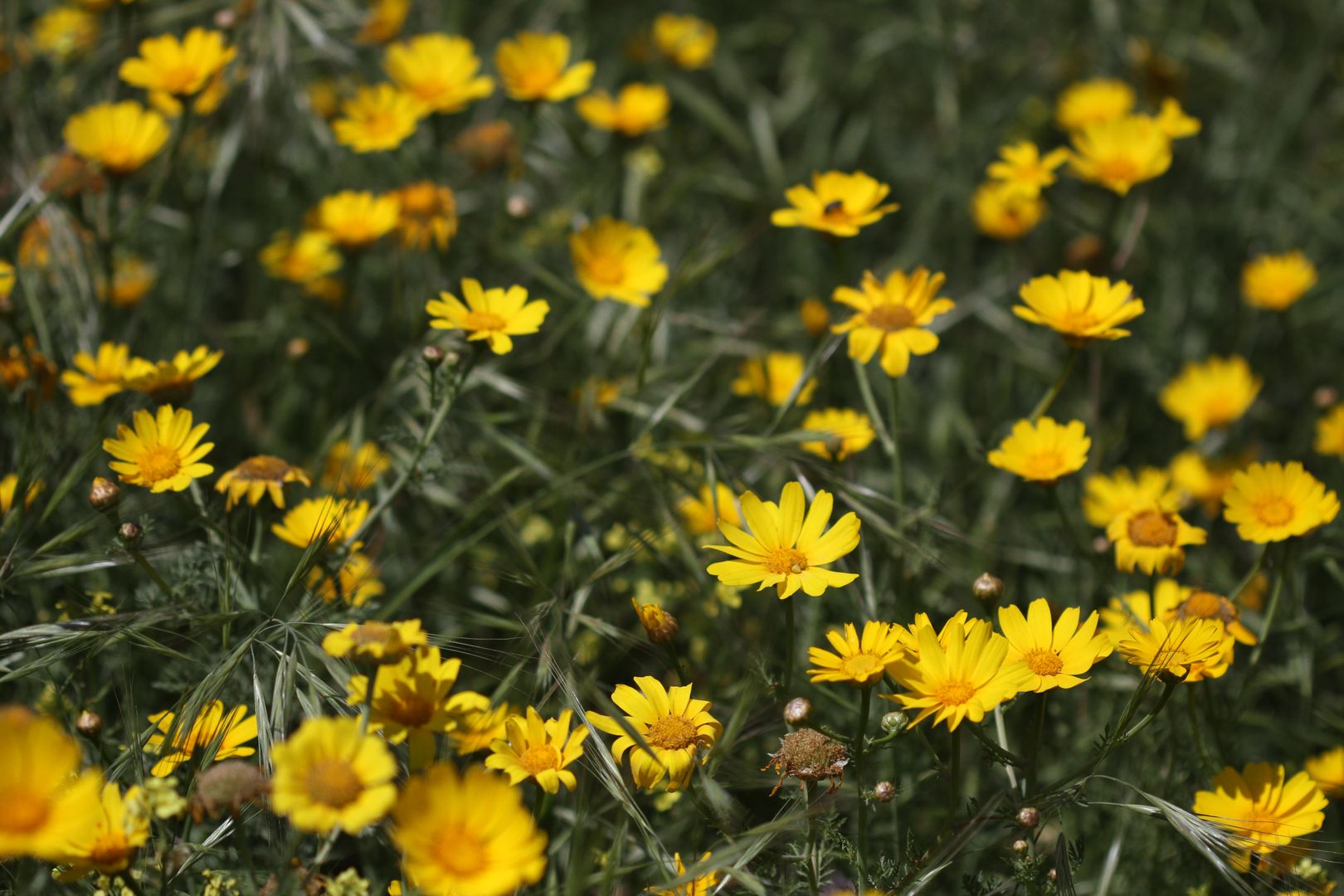 Chrysanthemum coronarium (1)