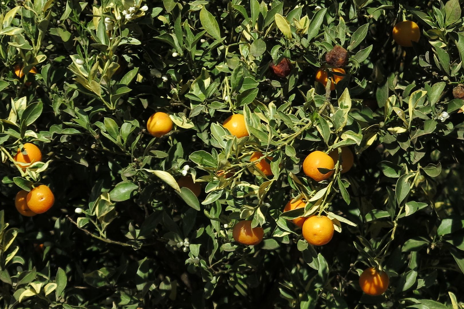 Citrus reticulata