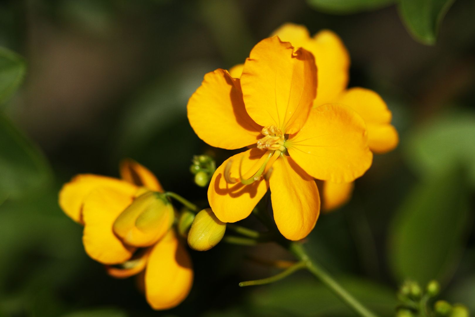 Cassia sp.