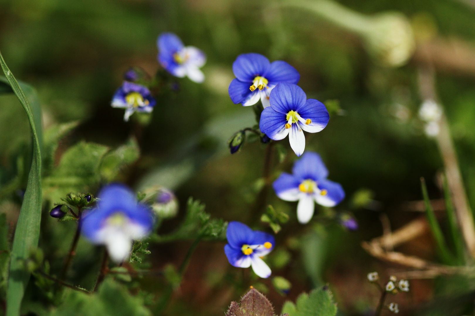 Rozrazil Veronica syriaca