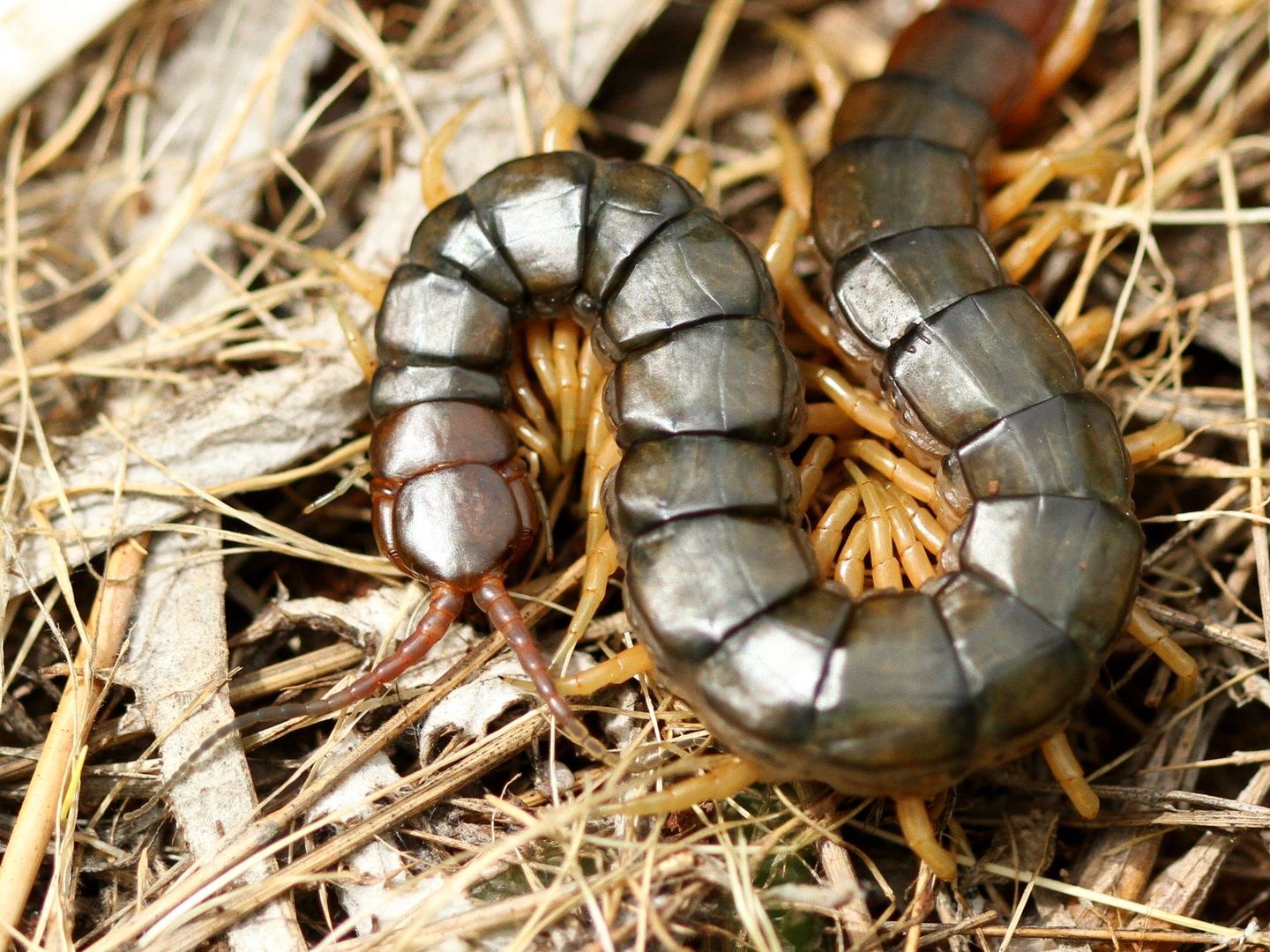 Stonoha Scolopendra sp (1)