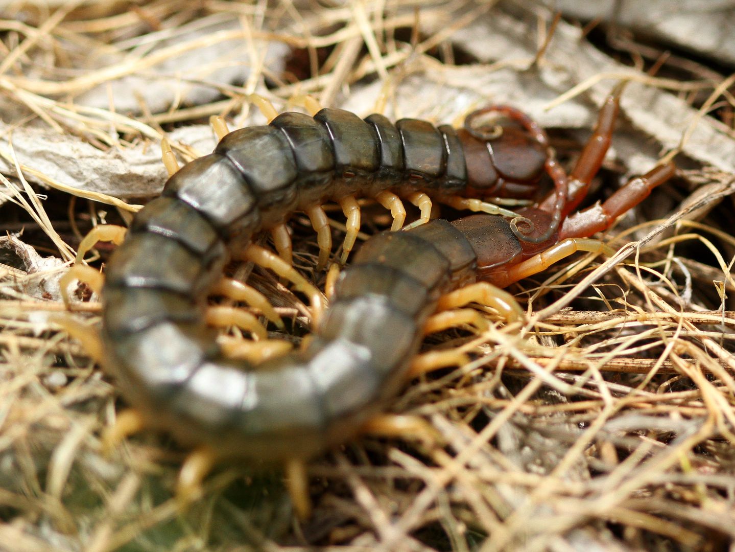 Stonoha Scolopendra sp (2)