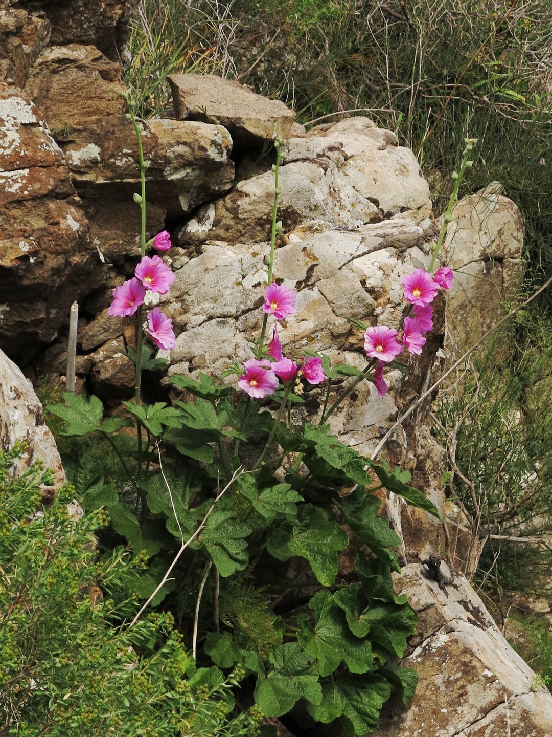 Sléz Alcea setosa (2)