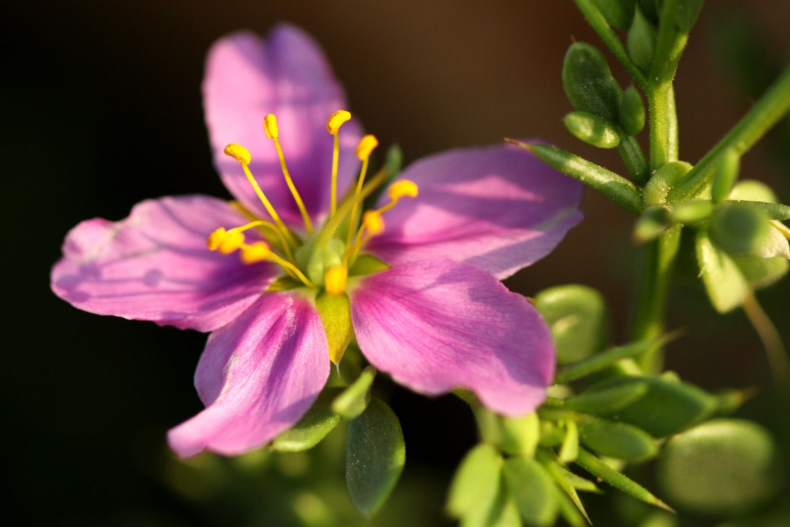 Fagonia mollis