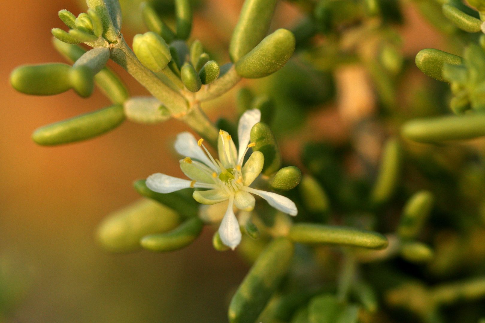 Sukulent Zygophyllum dumosum