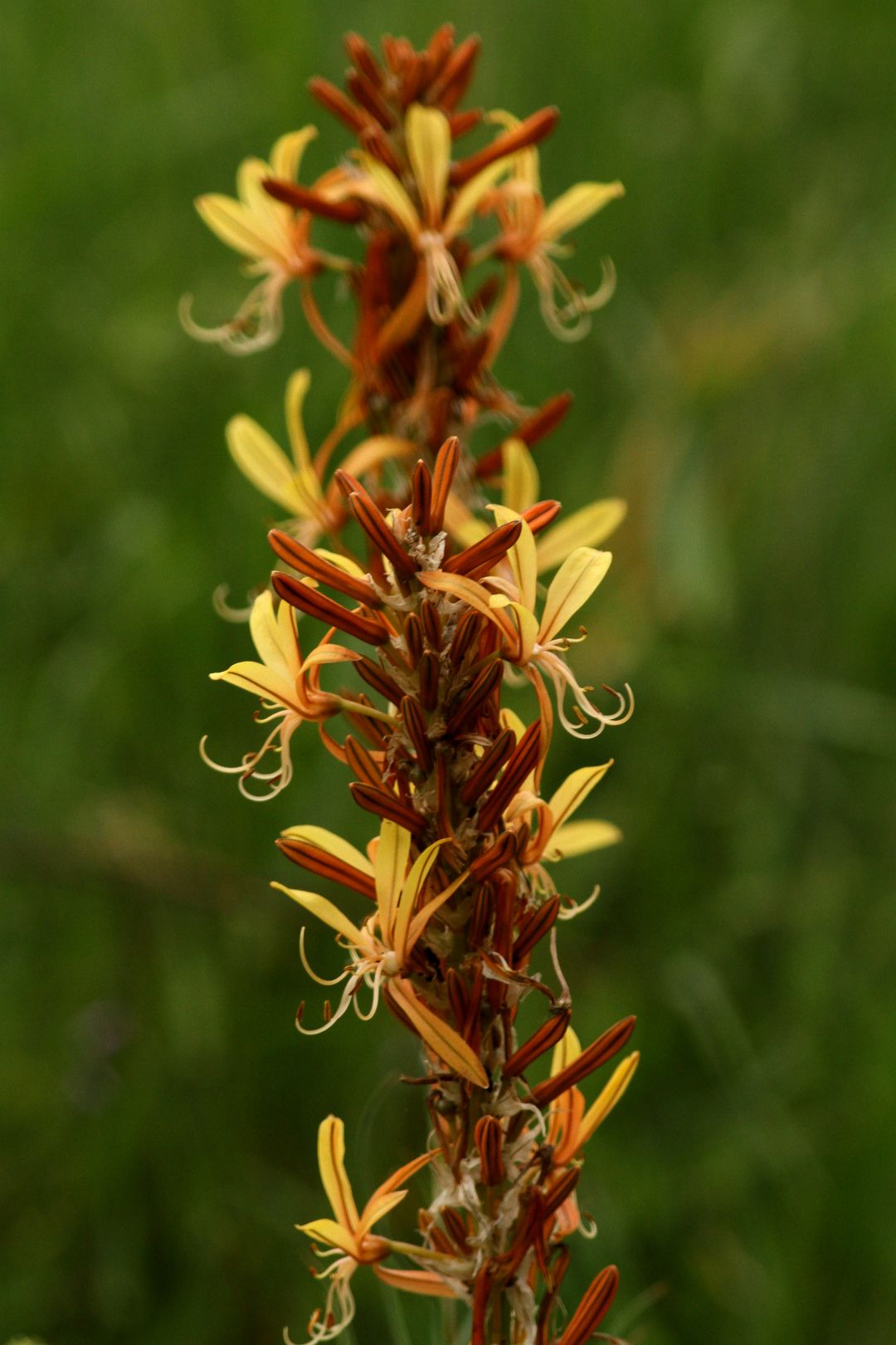 Asphodeline lutea