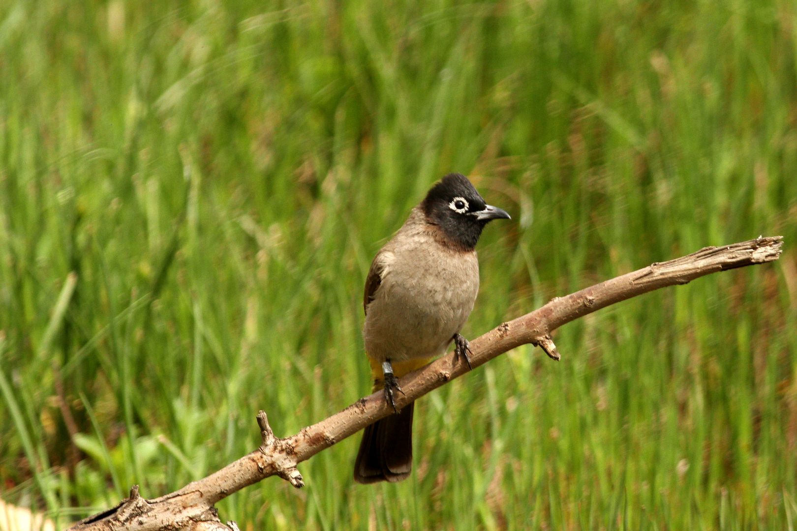 Bulbul arabský