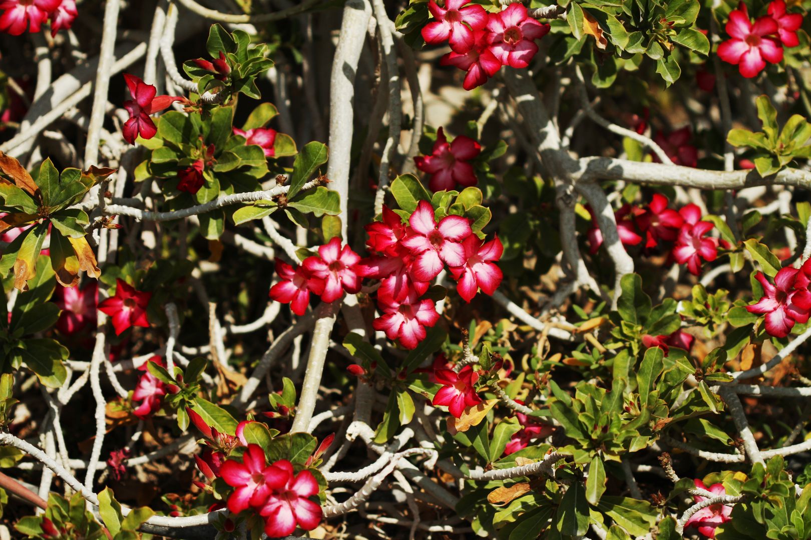 Adenium obesum