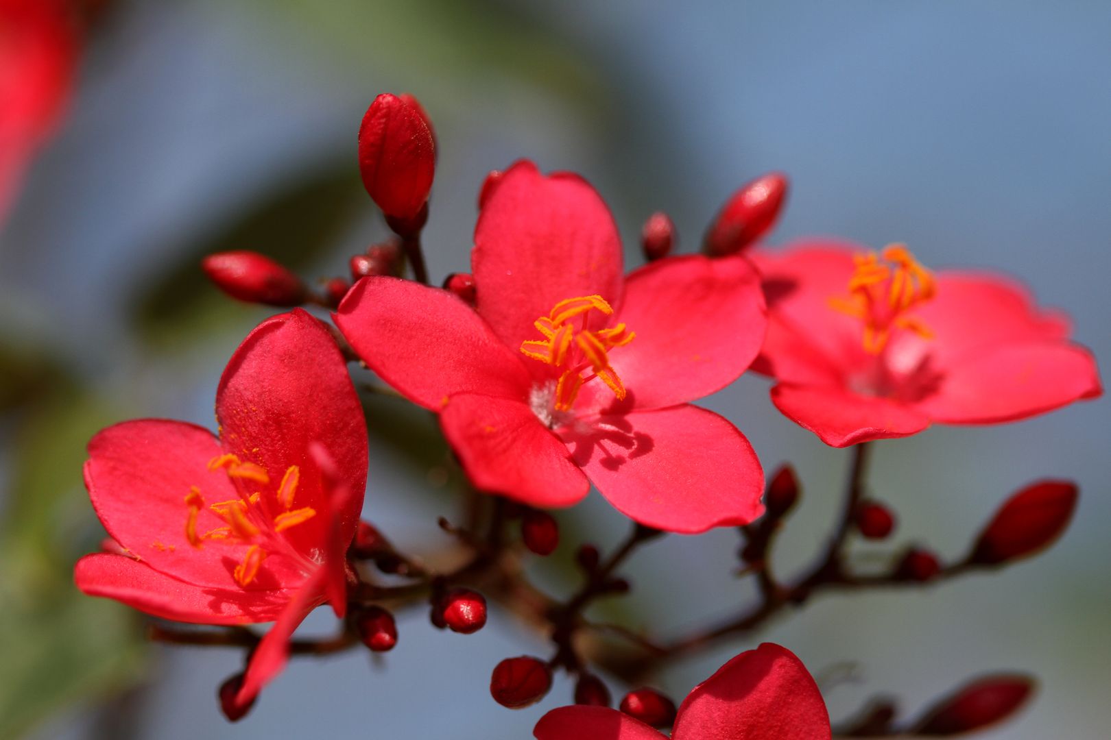 Dávivec Jatropha integerrima