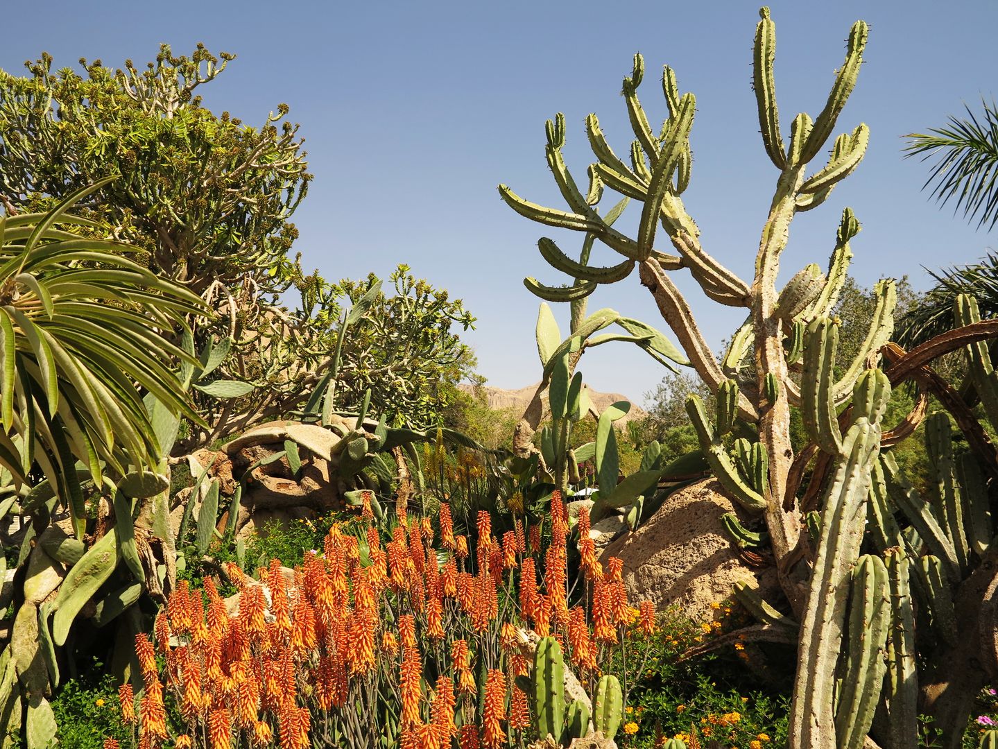 En Gedi - botanická zahrada (3)