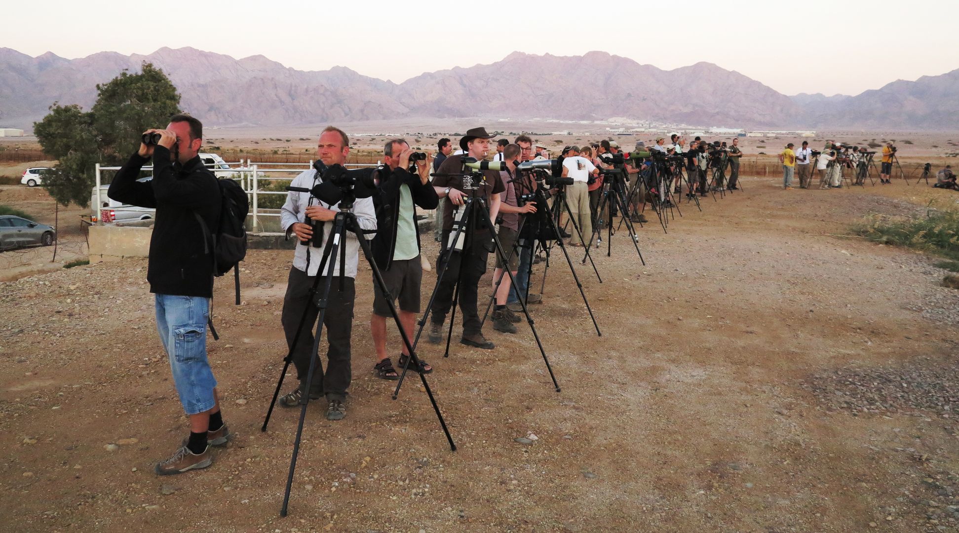 Birdwatching - Eilat