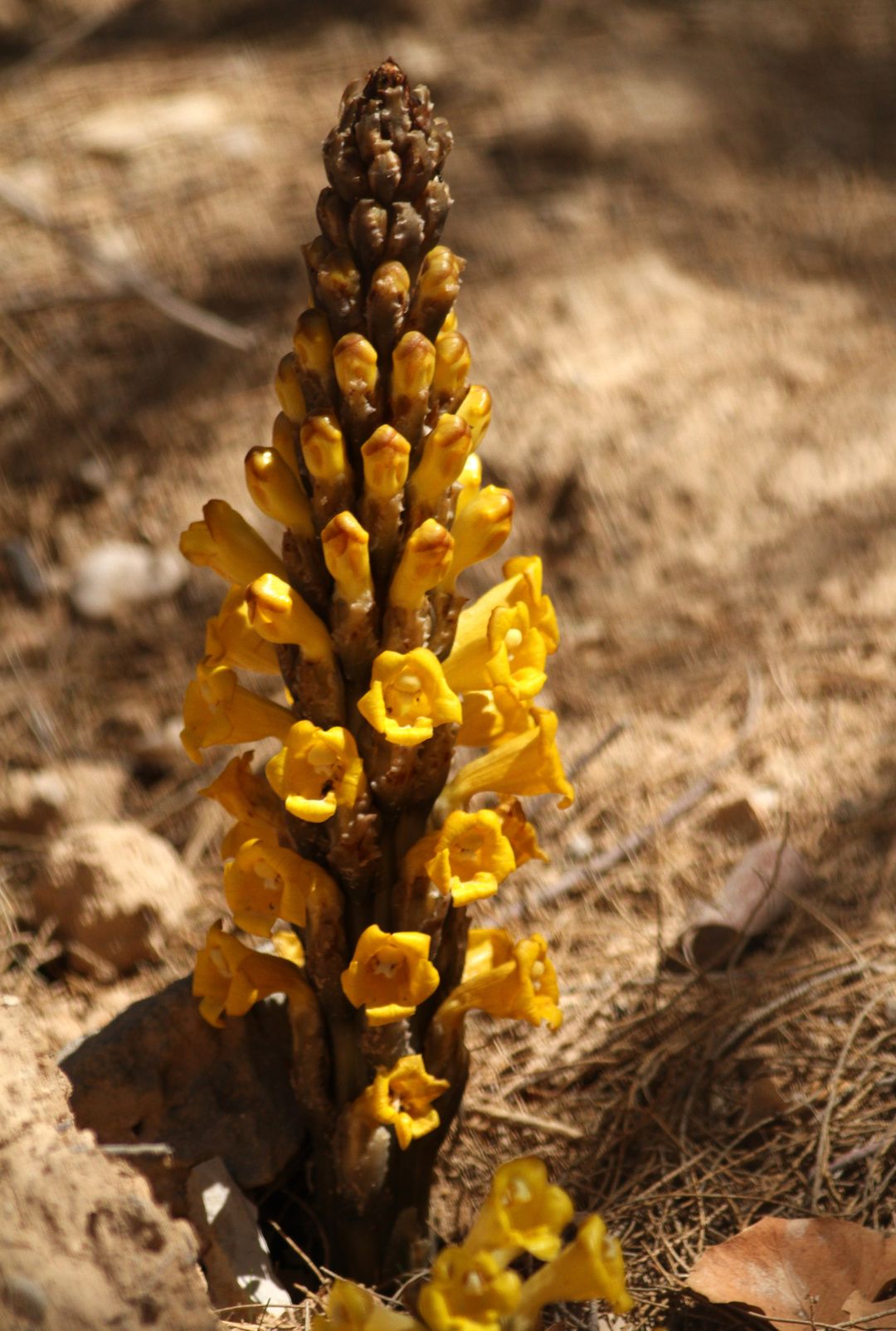 Cistanche tubulosa