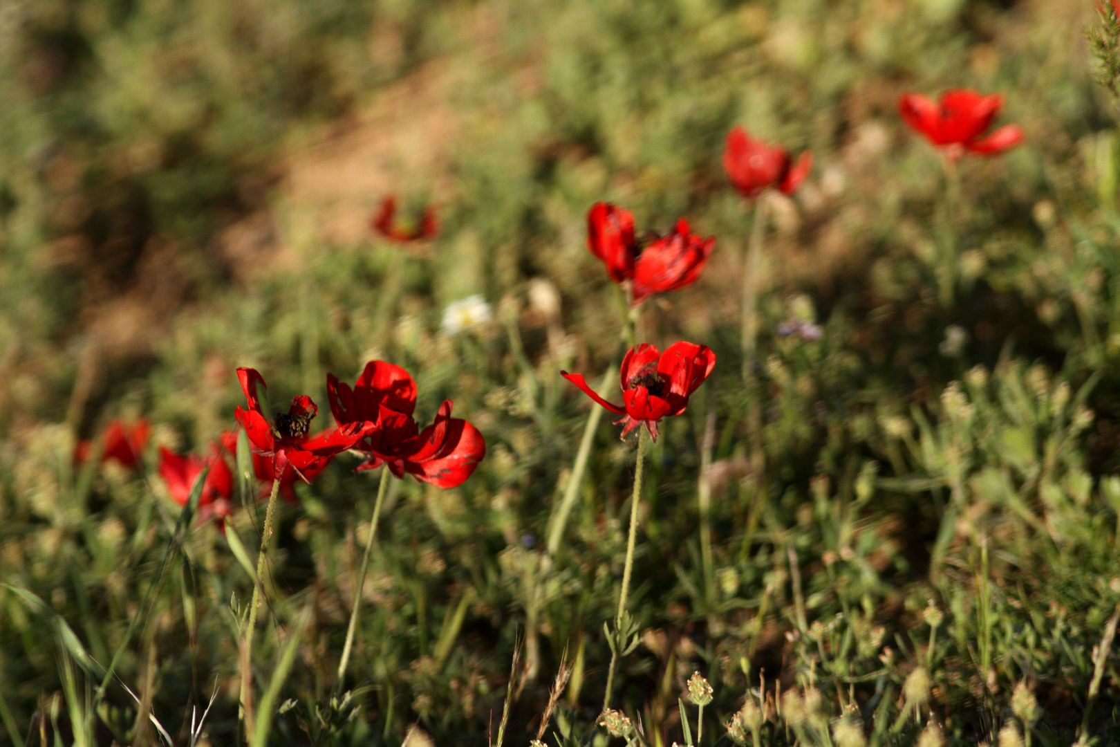 Anemone coronaria