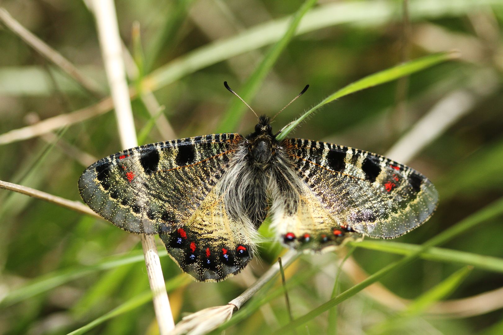 Archon apollinus