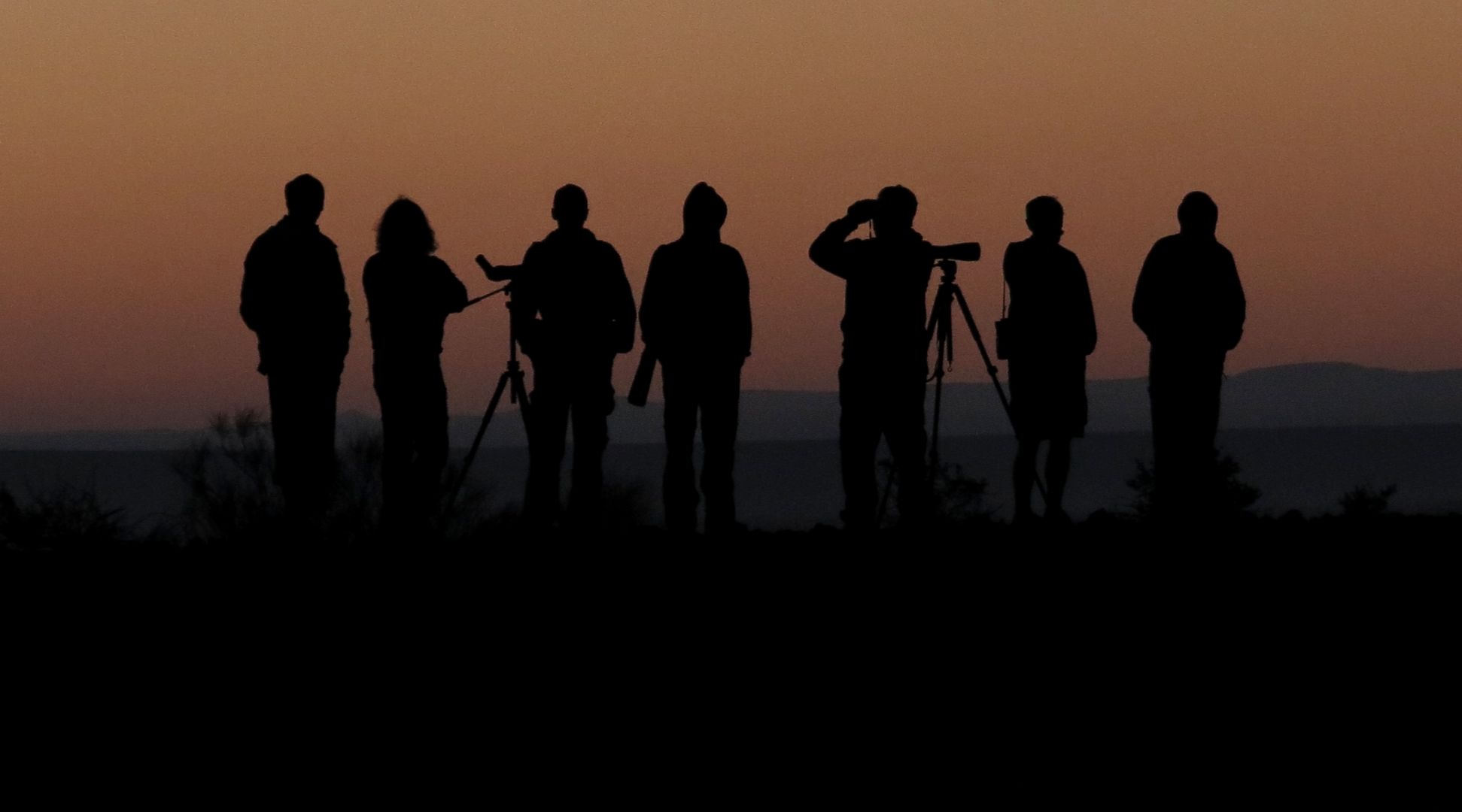 Birdwatching - Nizzana (1)