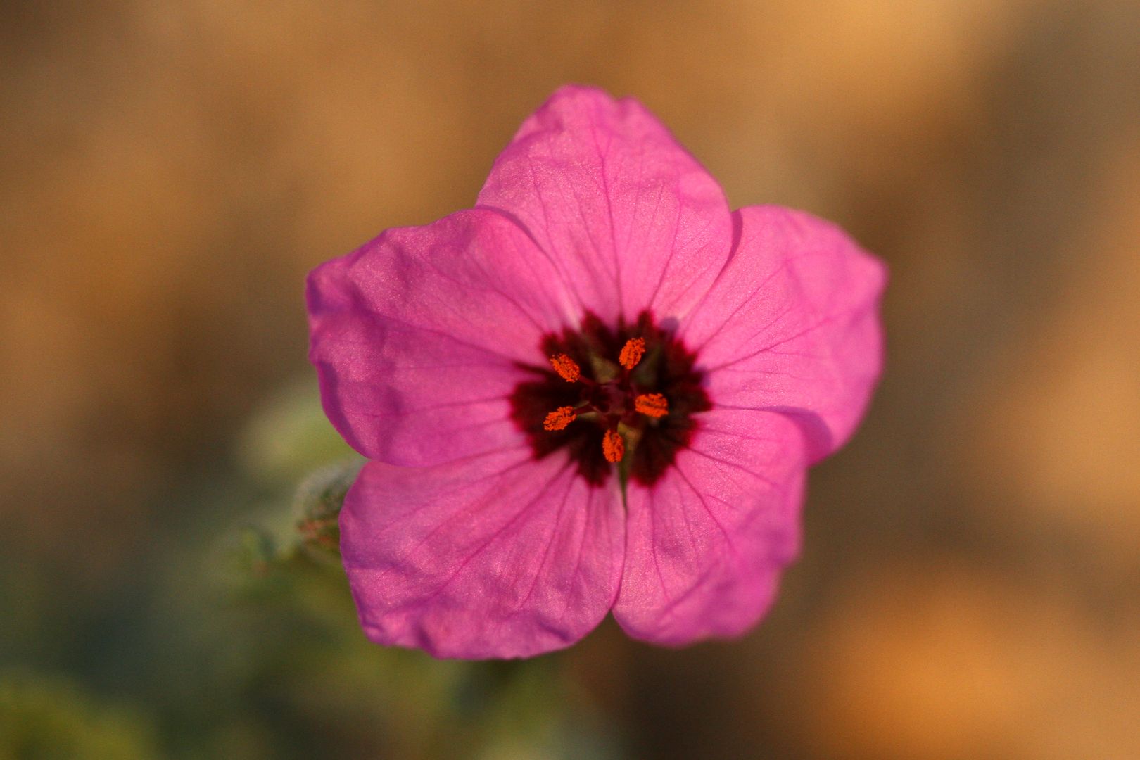 Erodium crassifolium