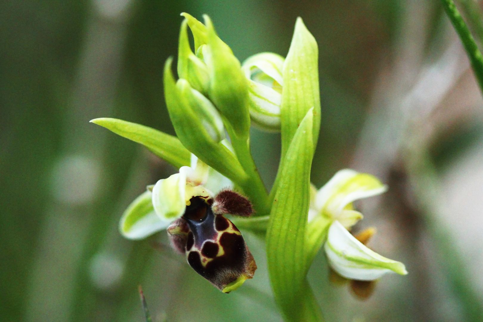 Ophrys umbilicata