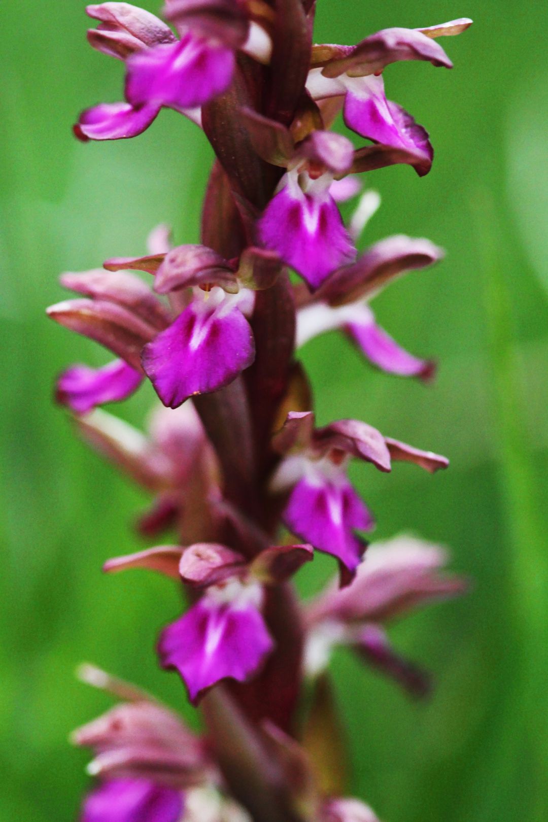 Orchis collina