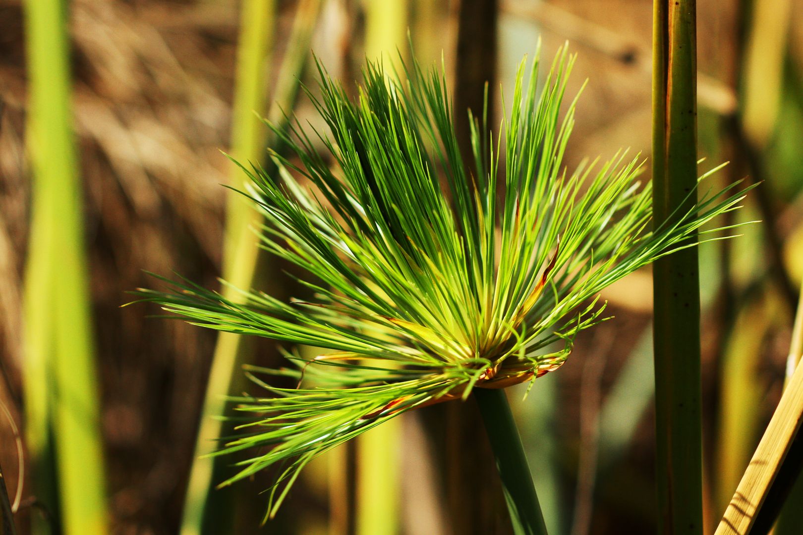 Papyrus Cyperus papyrus (2)