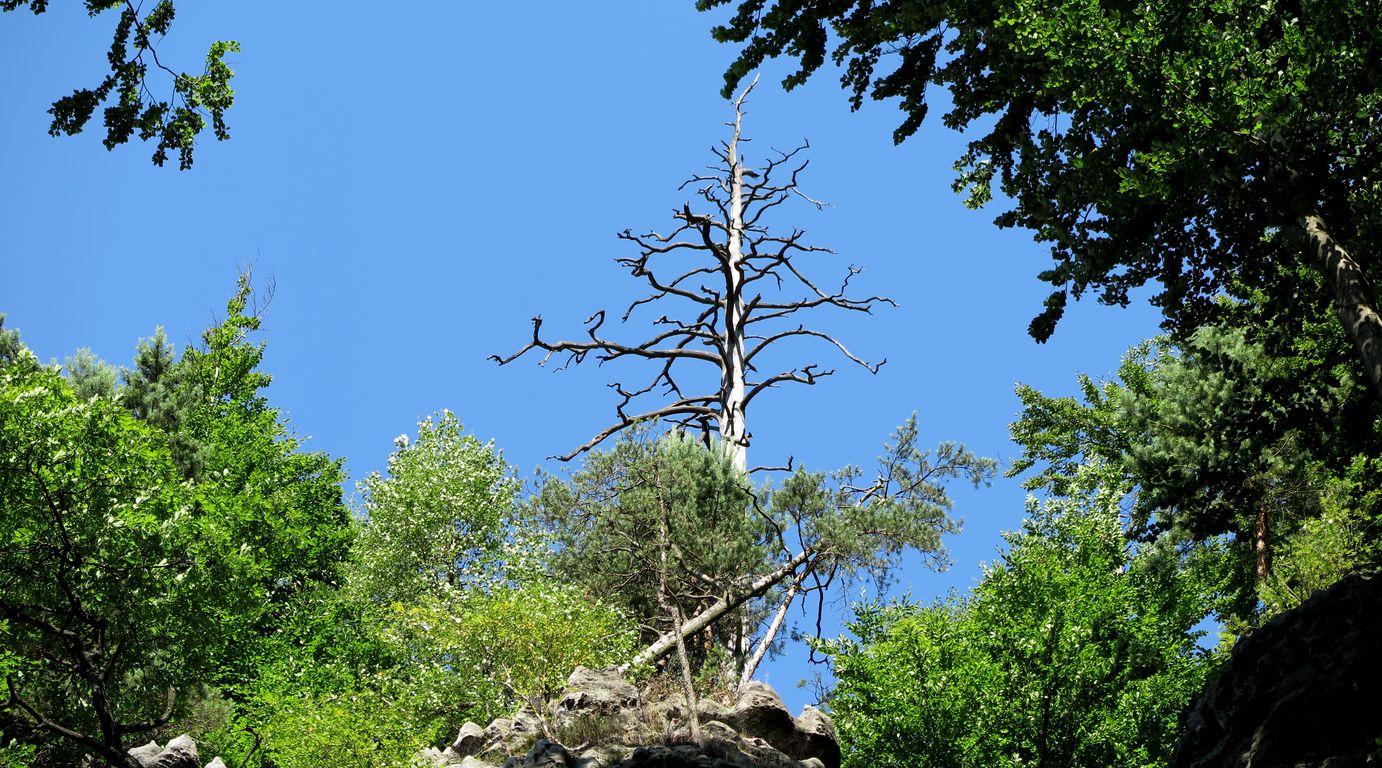 Národní park České Švýcarsko 2014 (67)