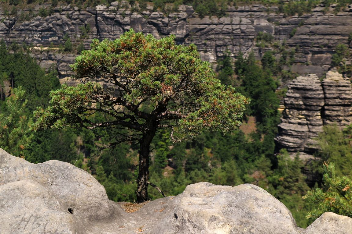 Národní park České Švýcarsko 2014 (89)