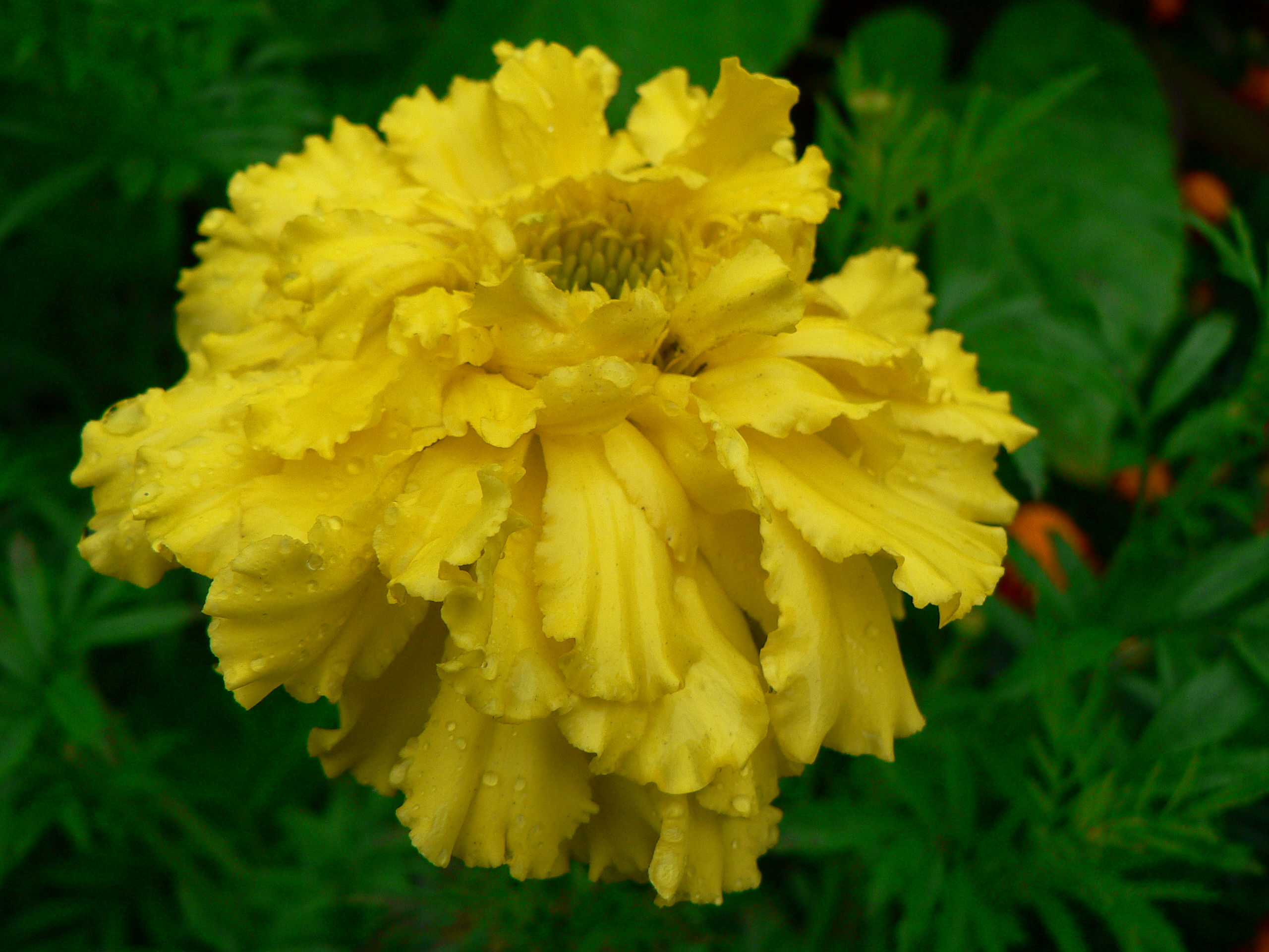 Tagetes erecta