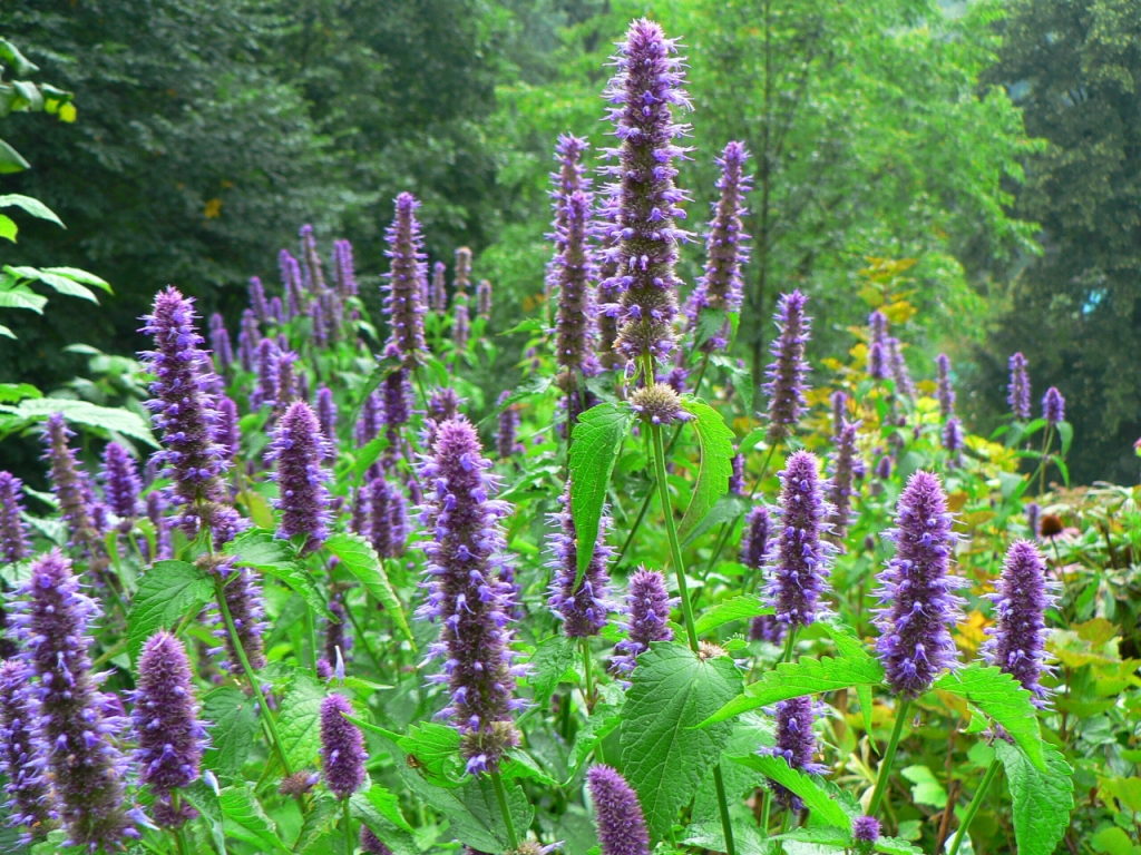 Agastache urticifolia