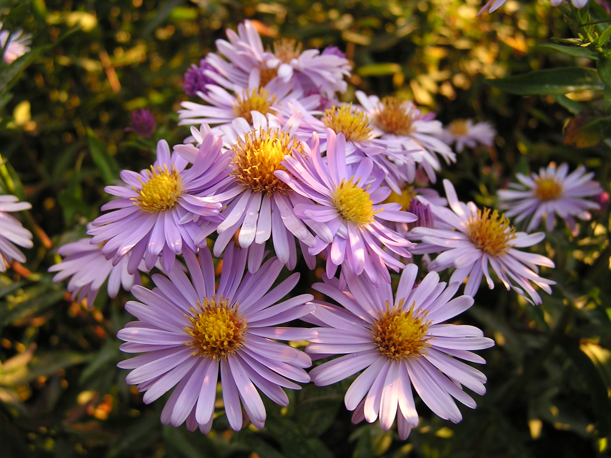 Aster novi belgii