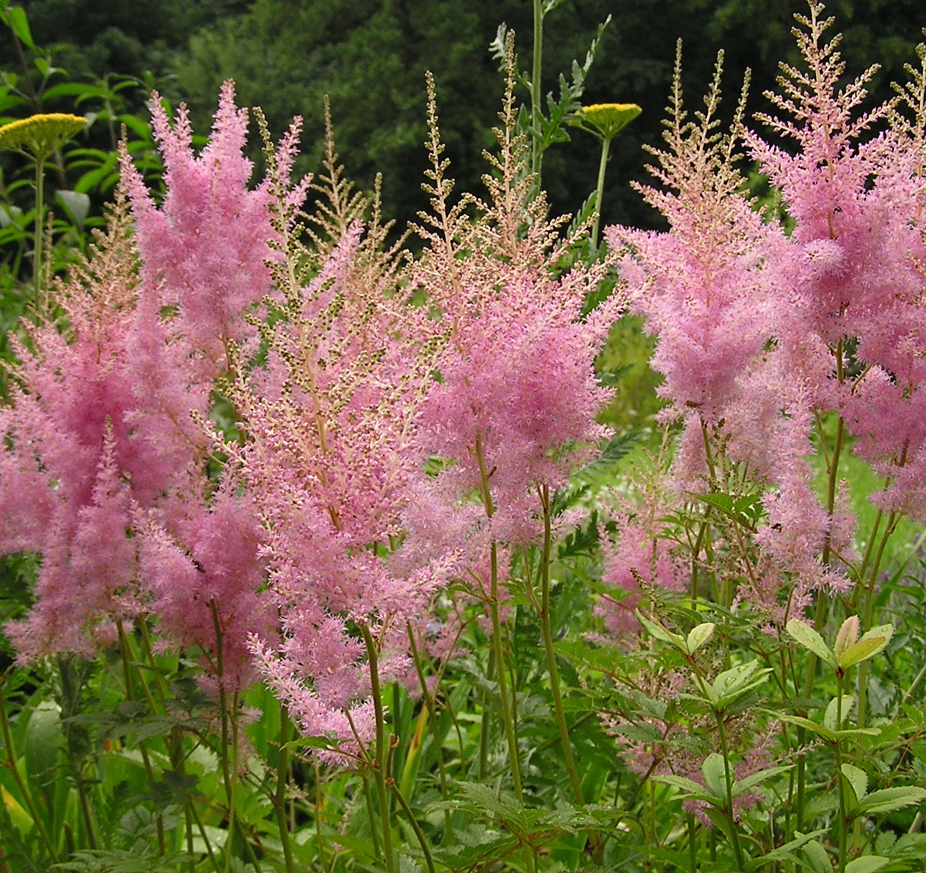 Astilbe chinensis