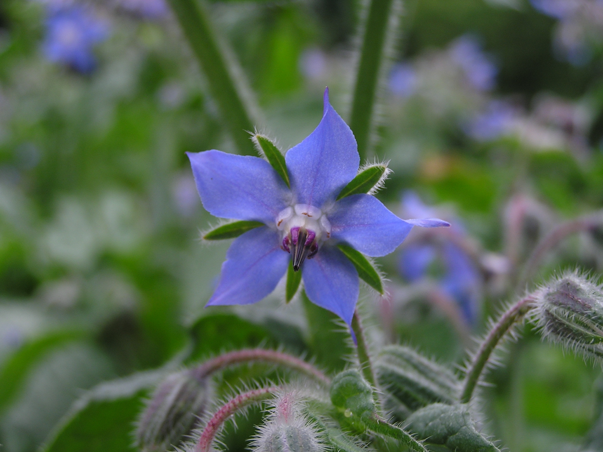 Borago officinalis