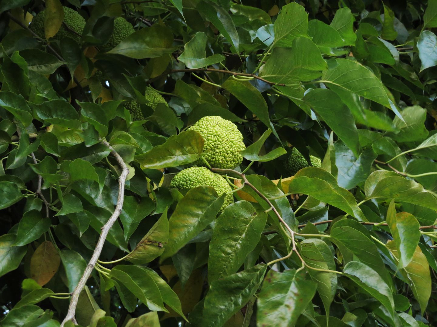 Malcura pomifera