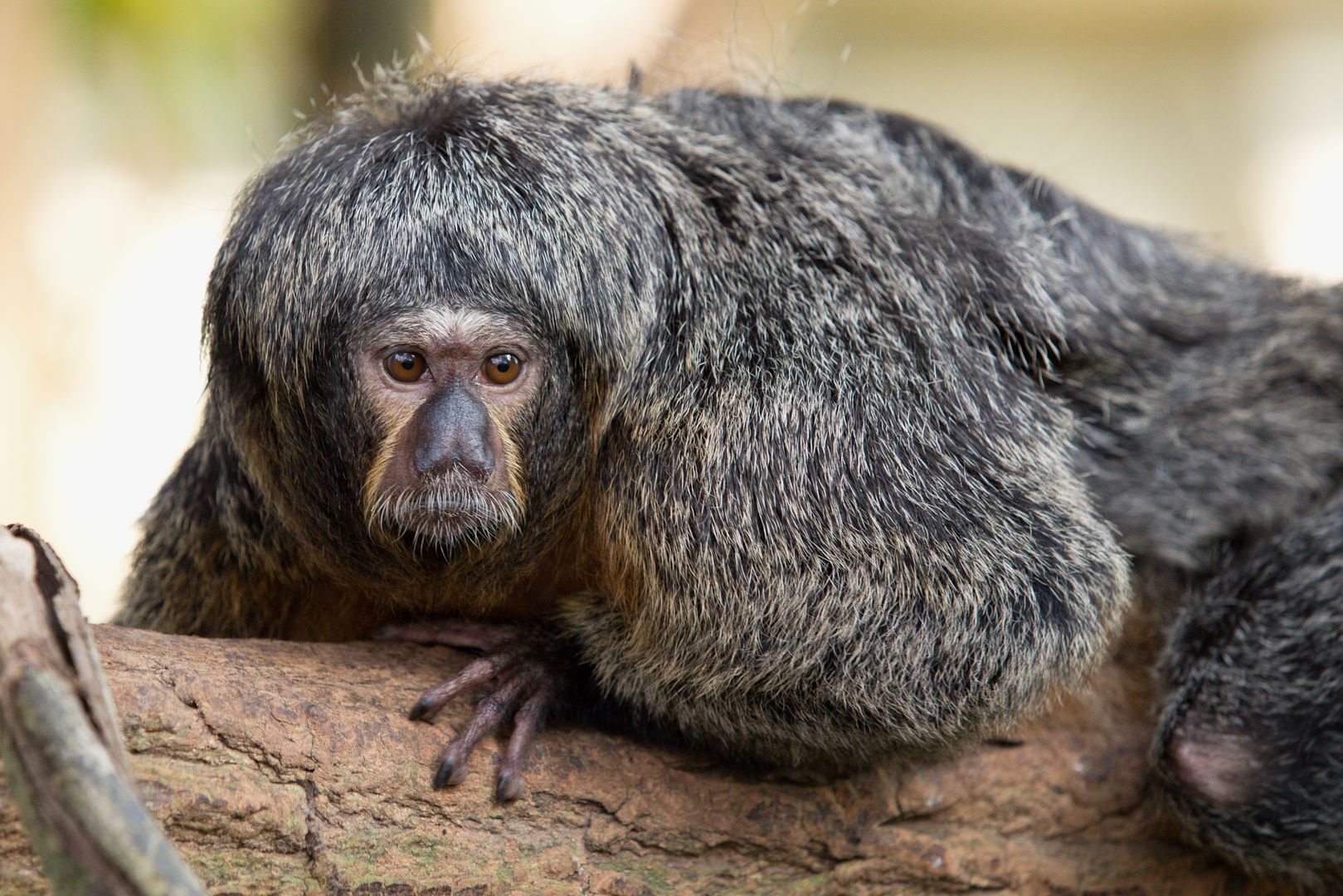 Zoo_Zlín_2015-0005