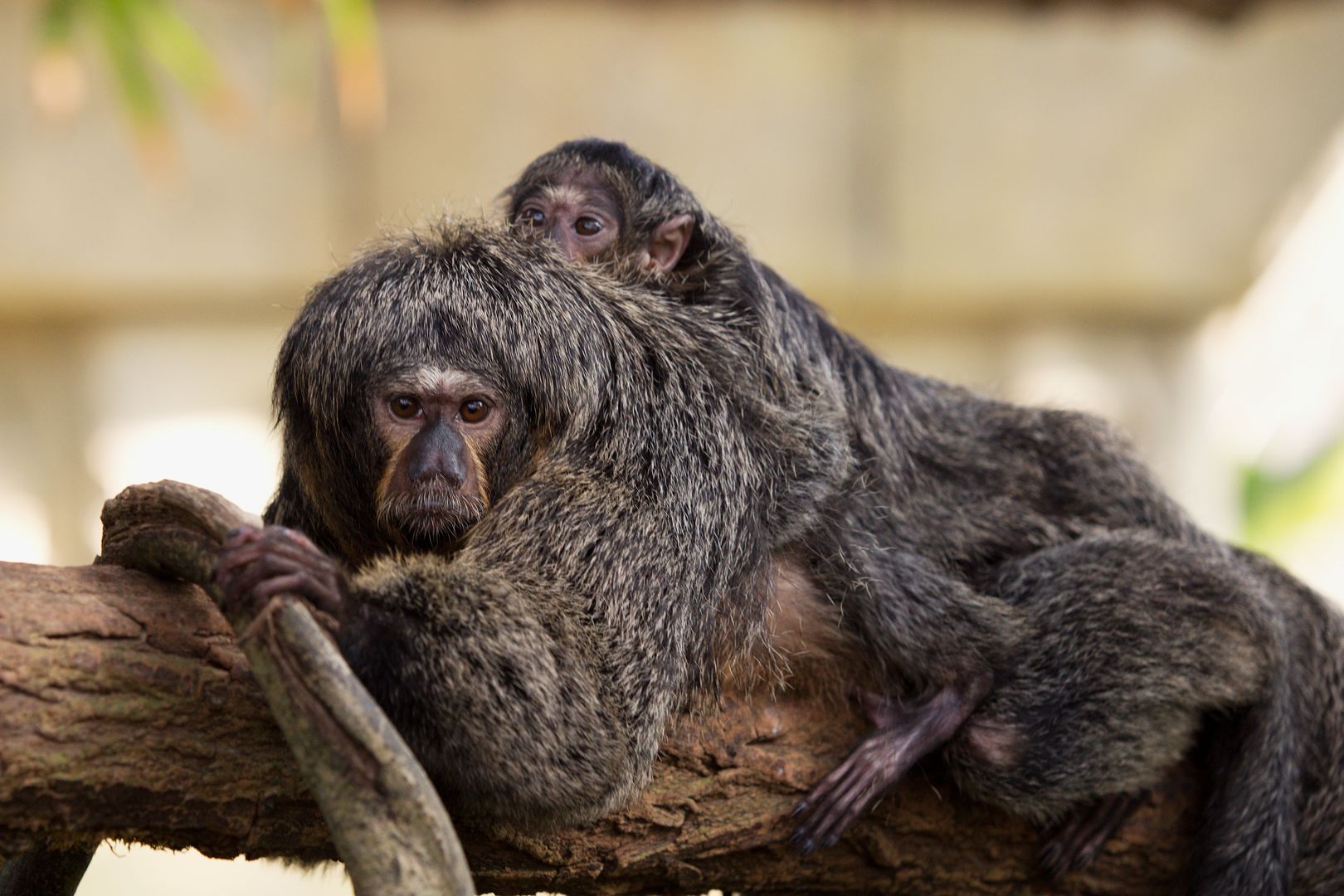 Zoo_Zlín_2015-0006