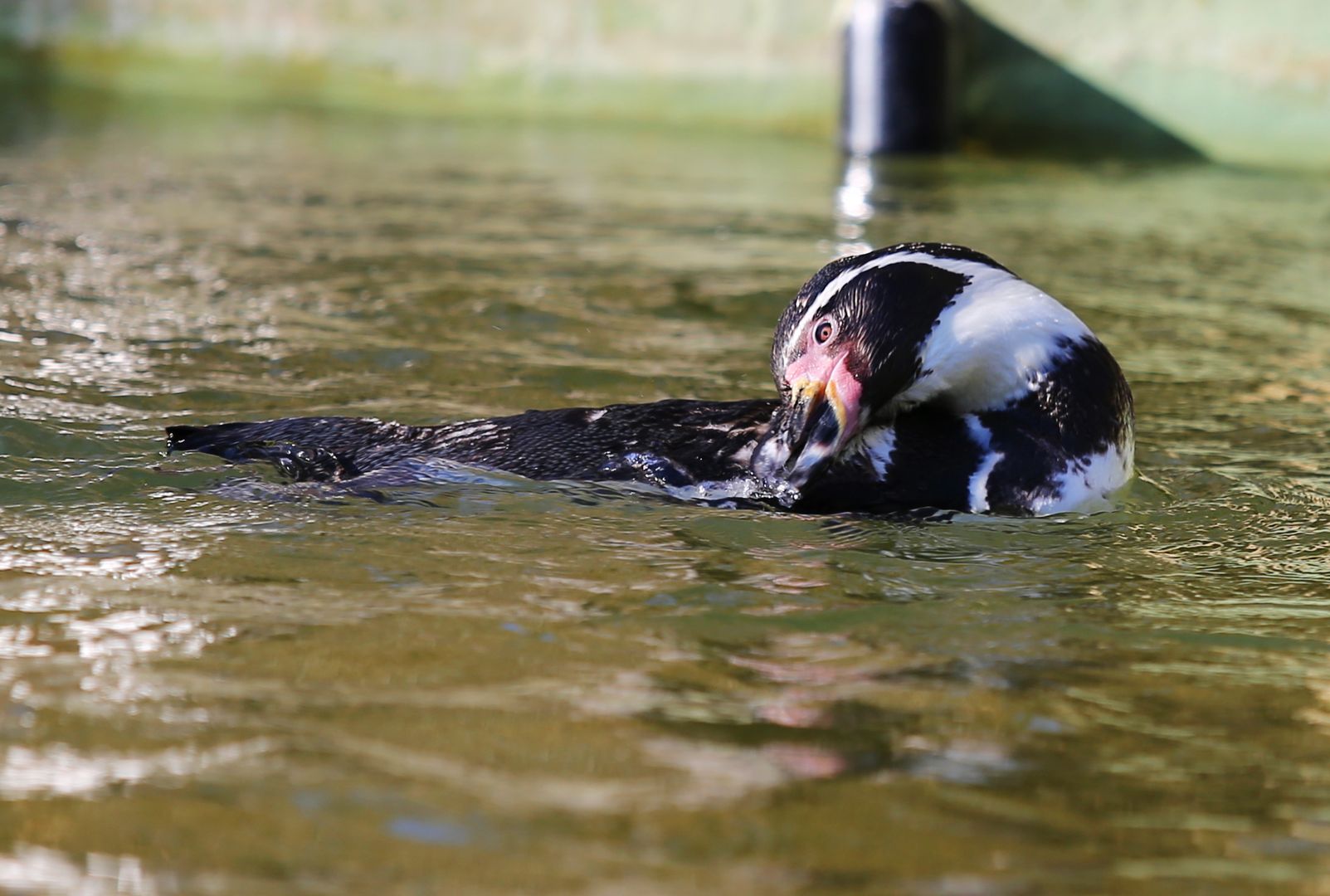 Zoo_Zlín_2015-0010