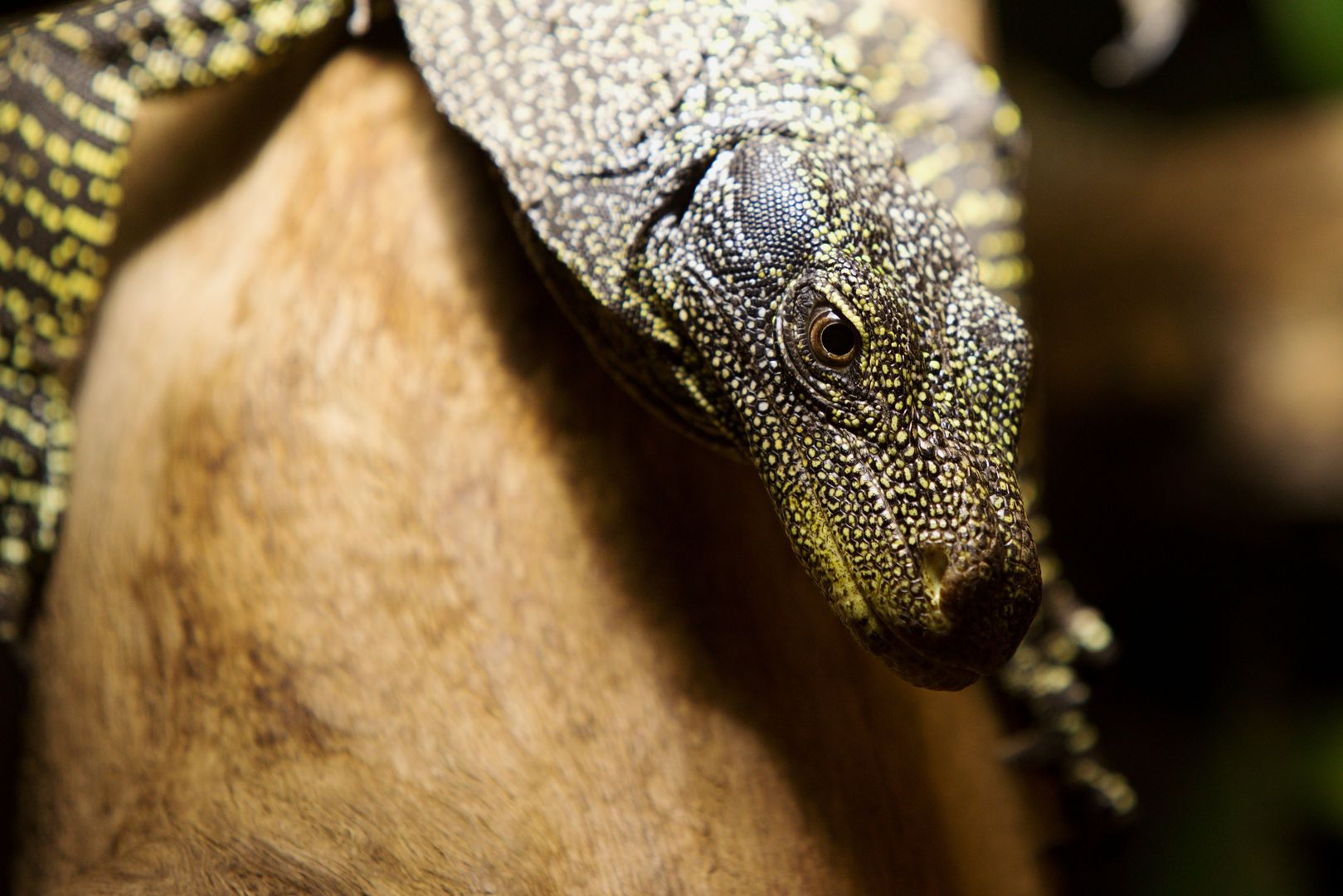 Zoo_Zlín_2015-0011