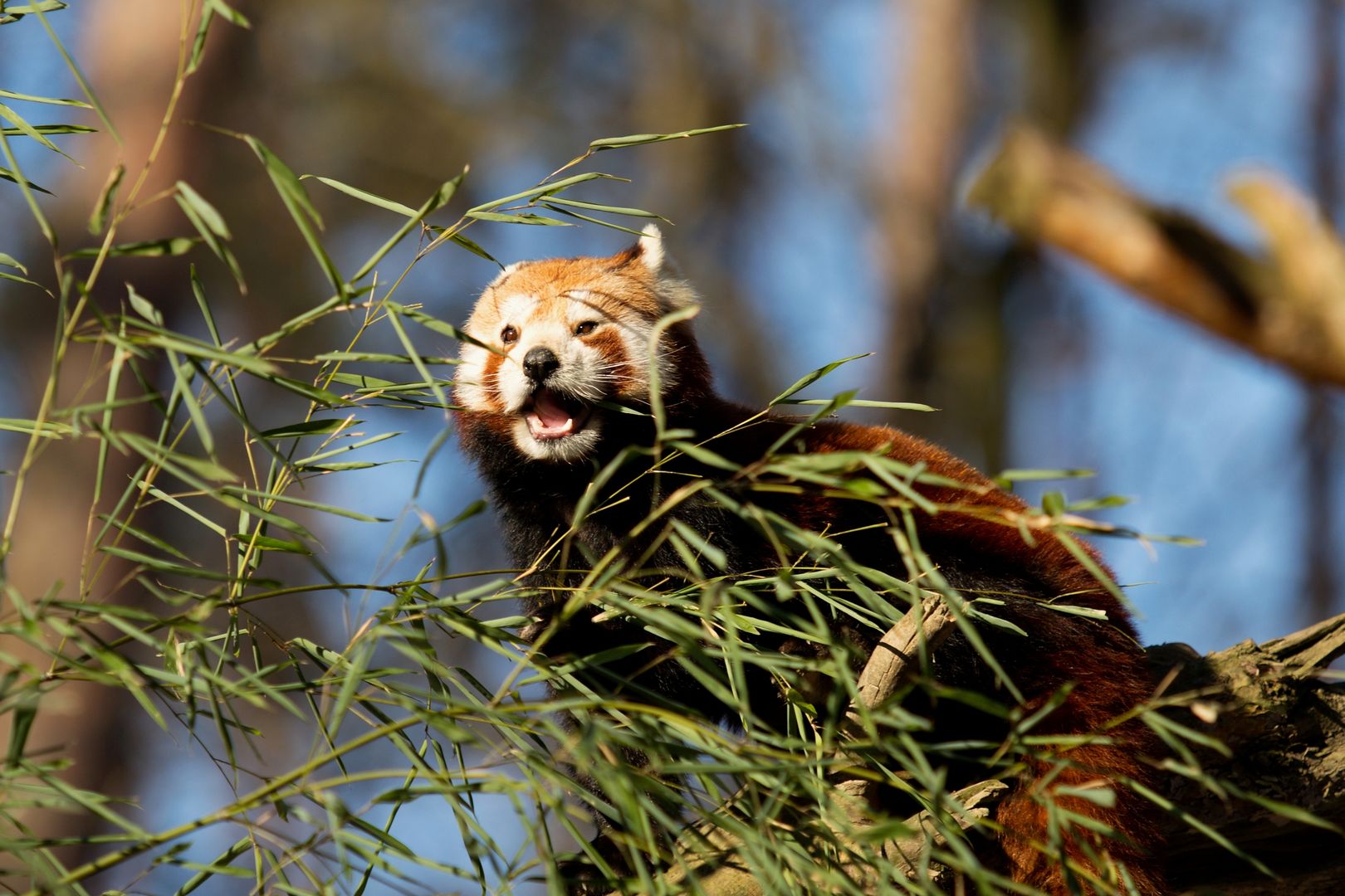 Zoo_Zlín_2015-0021