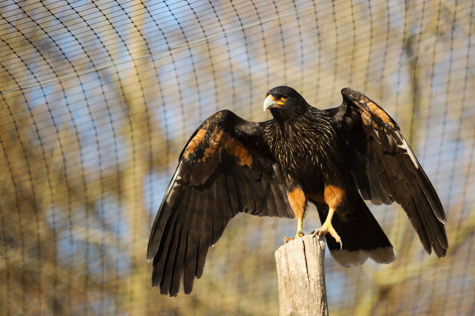 Zoo_Zlín_2015-0023